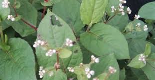Image result for Persicaria hystricula