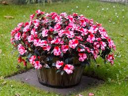 Australia is made up of six climatic zones and two main seasonal the following is a list of some of the more popular flowers to plant in spring which fruits, vegetables and herbs you can plant and successfully grow in spring will depend on the climate in your region. January Love The Garden