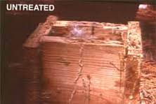 This species has the ability to create much larger colonies. Bora Care Termiticide Insecticide Fungicide Nisus Corp