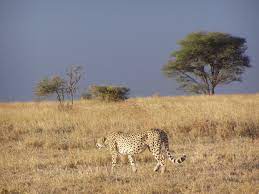 Species Information Cheetah Pictures Cheetah Wallpaper Habitats Projects
