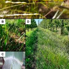 Image result for Panicum trichonode