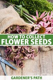 I am an onion maniac, and i have no explanation for my obsession with growing onions and shallots from seed to table year after year. How To Collect Flower Seeds For Planting Gardener S Path