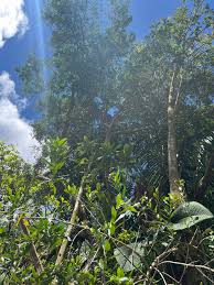 Image result for Psydrax martinii