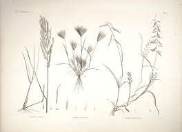 Image result for Dinebra