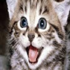Ruyada Kedi Saldirmasi Ne Anlama Gelir Neye Isarettir Ruya Tabirleri