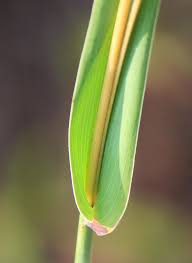 Image result for Diheteropogon filifolius