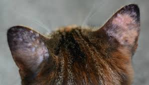 We did not find results for: Many Bumps Appear On My Cat S Ears After Going Outside Thecatsite