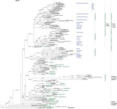 Image result for Lophiocarpus tenuissimus