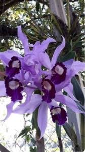 Archive of posts tagged garden of genesis crossword clue. Pin Di Carol M Couture Su Fiori Fiori Orchidea Fiori Tropicali Bellissimi Fiori