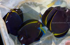 We also import fish from several locations in the south pacific. Marine Fish Buy Online India Marine Fish For Sale Online Saltwater Fish