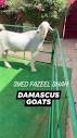 Haqqi Goat Farm | Damascus Goat Breed 🇸🇦 @highlight Haqqi Goat ...