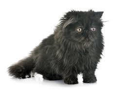 Persians love attention so don't forget to. Black Cat Breeds 11 Breeds With Gorgeous Dark Coats