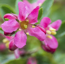 Image result for Escallonia