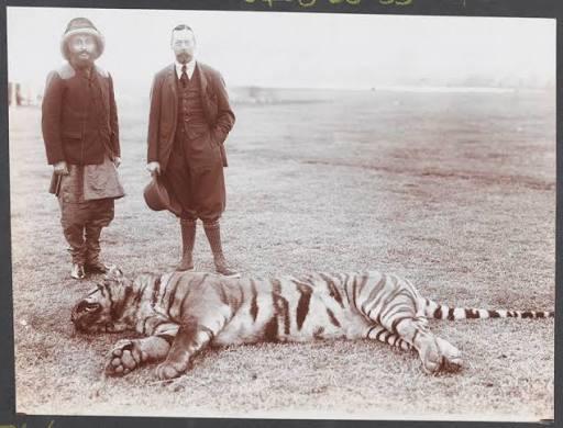 King George V and King Prithvi of Nepal with a shot tiger, 1911 (c) | Online Collection | National Army Museum, London