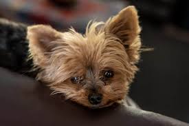 Tear stains are usually easily removed with a few simple treatments. Yorkie Tear Stains How To Clean Yorkie Eyes The Dog Tale