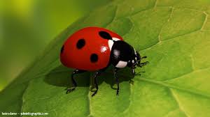 Résultats de recherche d'images pour « photo coccinelle »