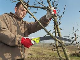 Apfelbaumschnitt steht an mein schöner garten. Einen Apfelbaum Richtig Schneiden Heimwerker Berater De