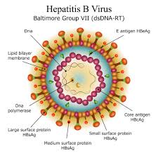 If you have a high risk of hepatitis b infection, you may be given an additional booster 1 to 2 months after the third shot. Transgene S Hepatitis B Vaccine Does The Business At Phase I