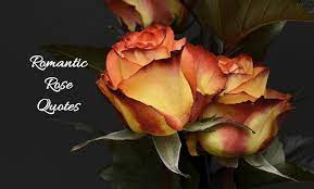 Check spelling or type a new query. Romantic Rose Quotes 20 Best Rose Love Quotes With Images