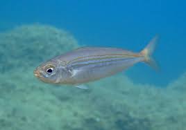 Image result for Boops boops