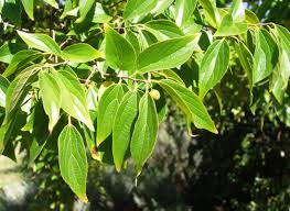 Image result for Celtis africana