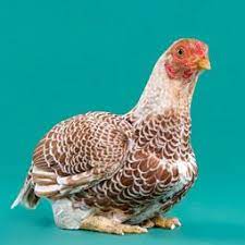 It is a small chicken. Pin On Chickens As Pets