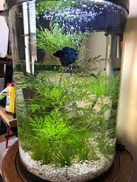If your betta refuses to eat, add plants to their aquarium and they will likely be eager to eat their next meal. Too Many Plants For A Betta To Enjoy Aquariums