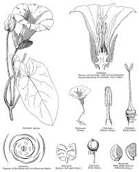 Image result for Convolvulus farinosus