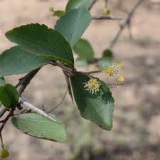 Image result for Flacourtia indica