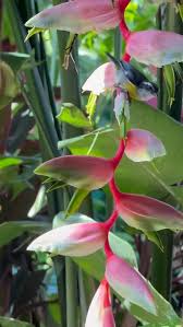 Spring Forward… But Feeling Upside Down?🤸🏼‍♀️, The clocks changed, and  now everything feels a little off. If you’re still adjusting, you’re not  alone! Just like this little bird hanging out upside ...