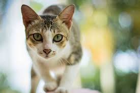 Masalah bulu kucing anda gugur???? Kenali 6 Penyebab Bulu Kucing Rontok Dan Solusinya Halaman All Kompas Com