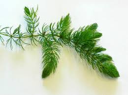 Image result for Ceratophyllum submersum