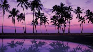If you would like to know other wallpaper, you can see our gallery on sidebar. Purple Palm Trees Hd Wallpapers Wallpaper Cave