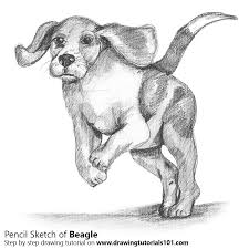 Beagle Pencil Drawing How To Sketch Beagle Using Pencils Drawingtutorials101 Com Beagle drawing, ilustrasi anjing, mamalia, karnivora, hewan peliharaan png download gratis. beagle pencil drawing how to sketch