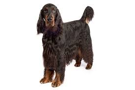 Find gordon setter dogs and puppies from iowa breeders. Gordon Setter Dog Breed Information