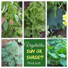 Jun 14, 2021 · sun drying of tomatoes gives an added nuance to their flavor, but it isn't a recommended preservation technique unless you are in a high heat, low humidity area. Shade Tolerant Vegetables Vs Sun Friendly Veggies