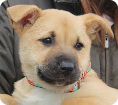Get an alert with the newest ads for dogs & puppies for rehoming in delta/surrey/langley. Stamford Ct Akita Meet Sandy Fostered In Ct A Pet For Adoption