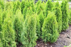 Thuja Hecke Schneiden Wann Und Wie Schneidet Man Thujen Zuruck Thuja Hecke Schneiden Thuja Hecke Thuja