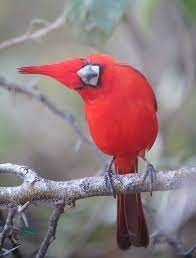 Cardinal Pet Birds Funny Birds Animals Beautiful