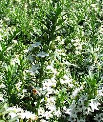 Image result for Hippocratea parvifolia