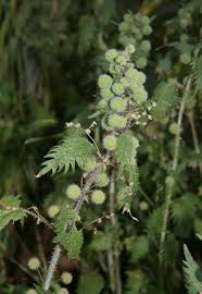 Image result for Myrica pilulifera