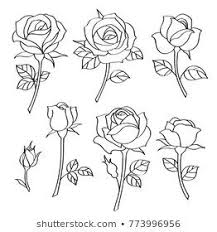 Vector Set Of Simple Roses Vintage Flowers Rose Drawing Simple Roses Drawing Flower Drawing