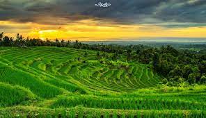 Pemandangan pedesaan alam lanskap indah pohon padang rumput matahari terbenam senja bukit. Pemandangan Alam Sawah Hd Tapete Pemandangan Alam Dan Pedesaan 1600x923 Wallpapertip