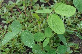 Image result for Glycine max