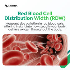 Image result for Red Cell Distribution Width