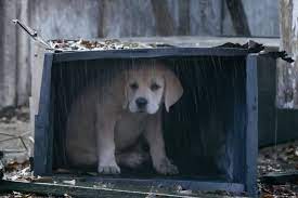 Budweiser And Twitter Among Super Bowl 2015 Winners