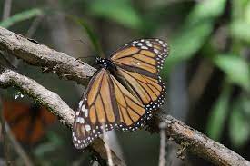 Reserva De La Biosfera Mariposa Monarca Comision Nacional De Areas Naturales Protegidas Gobierno Gob Mx