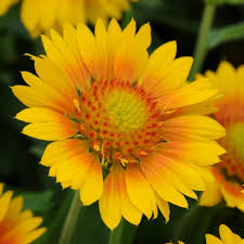 Same day, birthday, sympathy, romance, get well, congratulations Gaillardia Mesa Peach Mesa Peach Blanket Flower High Country Gardens