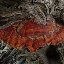 Image result for Ganoderma curtisii