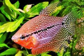 Khususnya bagi yang sudah terbiasa memelihara ikan. Ikan Sepat Jenis Harga Dan Cara Memeliharanya